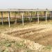 UNDP solar irrigation facilities for farmers in Northern Region of Ghana. Photo: Praise Nutakor /UNDP