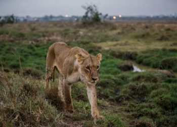 Nairobi National Park is on the outskirts of Kenya's capital