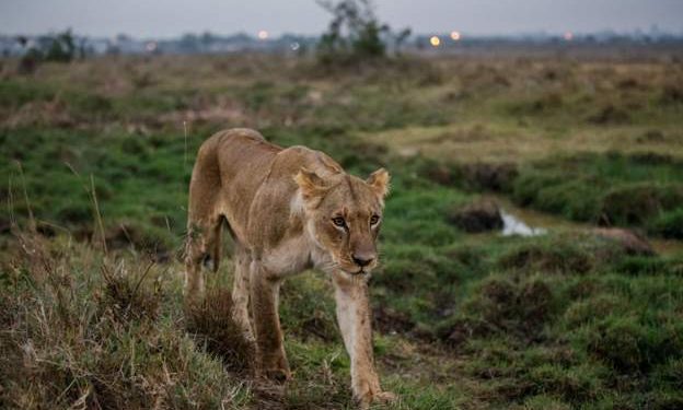 Nairobi National Park is on the outskirts of Kenya's capital