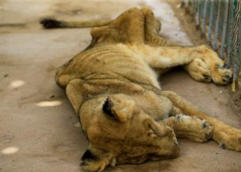 This lioness is one of five lions starving in cages