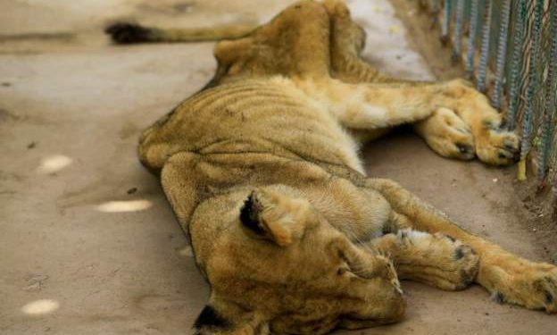 This lioness is one of five lions starving in cages