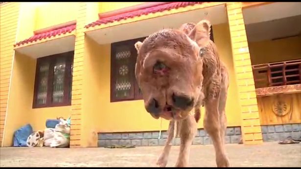 Mutant cow born with two heads - including 4 eyes and 2 mouths - stuns villagers