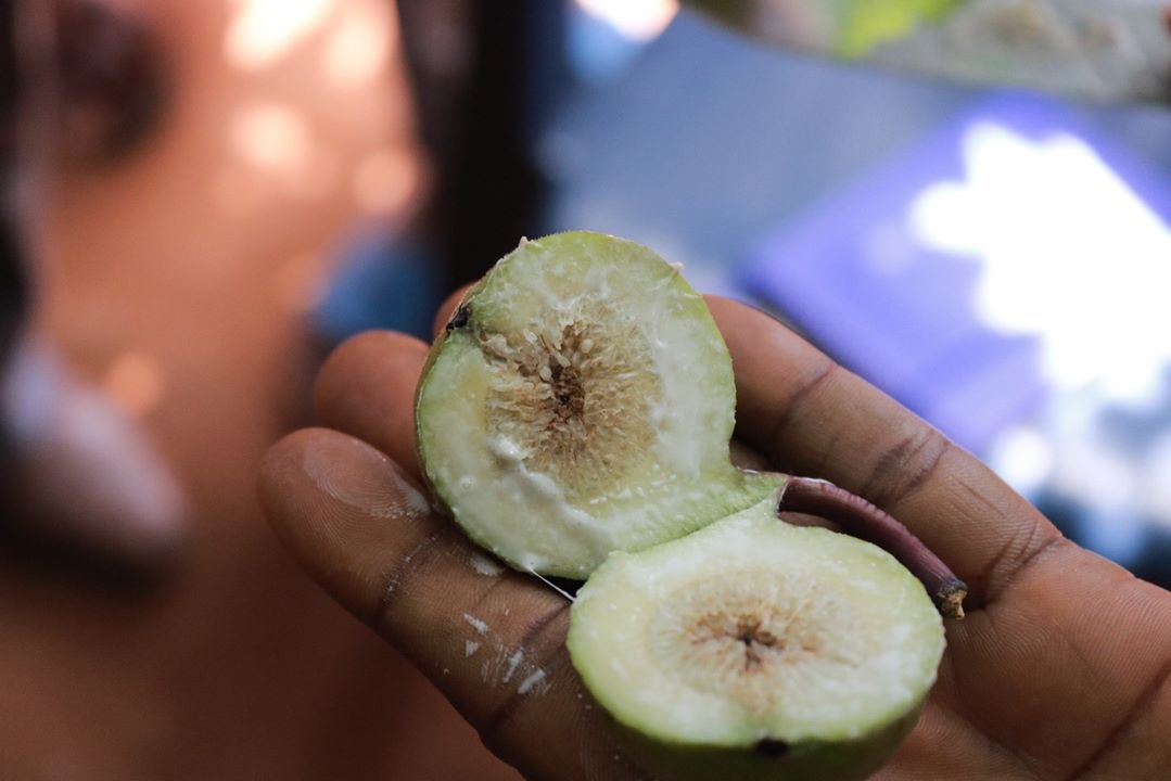 No Apple tree in Wiamoase; it’s a fig tree – CSIR