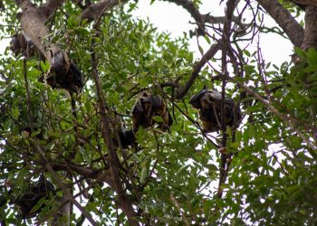 The colony of bats around the 37 military hospital has long been cause for concern for some observers