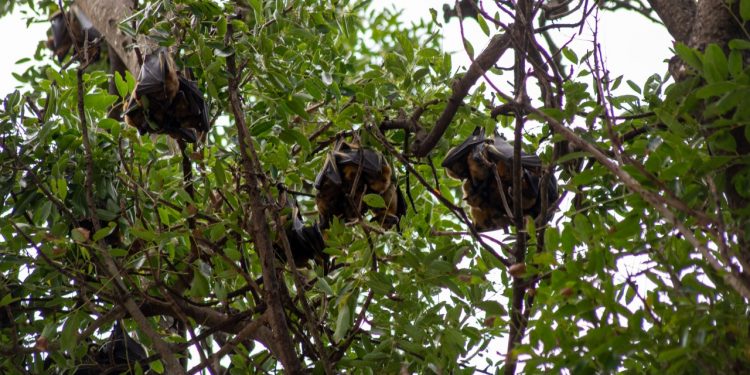 The colony of bats around the 37 military hospital has long been cause for concern for some observers