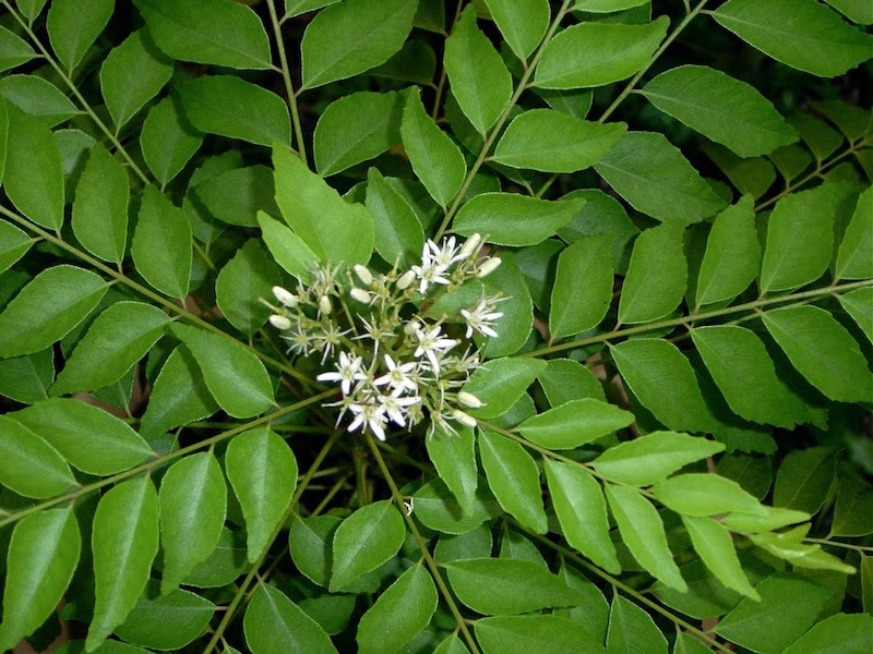 VEPEAG supports establishment of pest-free areas for production, export of curry leaves