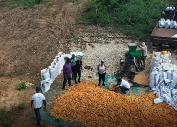 Over 600 bags of maize harvested from Citi FM:Citi TV farm