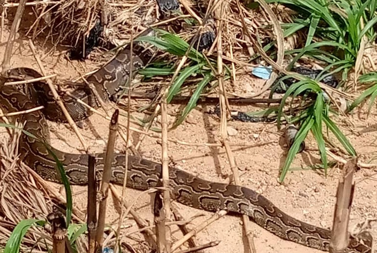 A/R: Kumasi Zoo captures two royal pythons at Bronkrong river