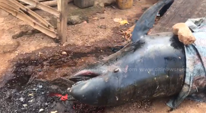 Axim residents already preparing washed-ashore dolphins for the market [Video]