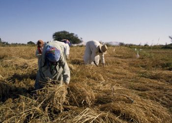 Farmers harvesting rice DeAgostini/Getty Images