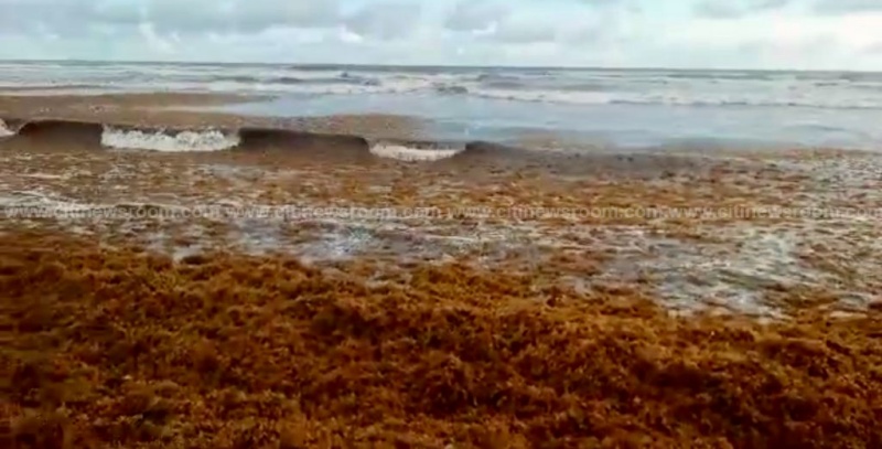 Address impact of seaweed on oil-enclave dwellers – Freddie Blay tells oil companies