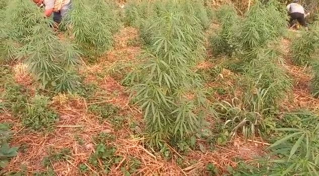 Volta Region: Pregnant woman, three others arrested for cultivating cannabis
