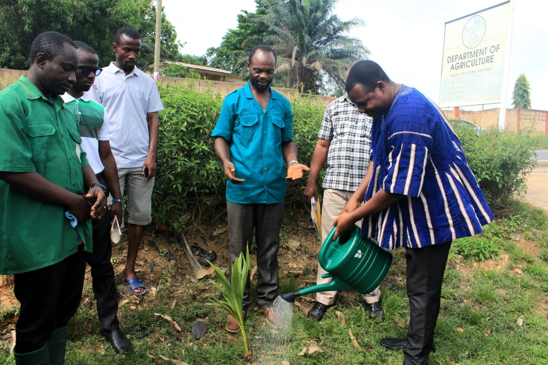 Obuasi Municipal Assembly supports farmers with 1000 coconut seedlings