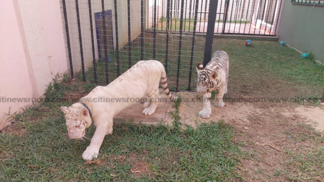 ‘Tigers at Wonda World Estates pose no danger’ – Wildlife Division