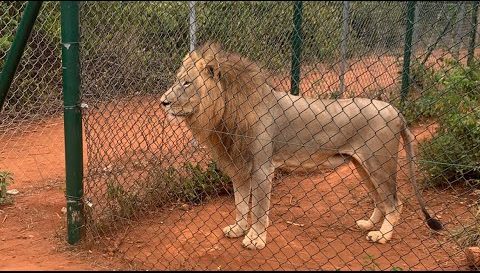 Lion kills middle-aged man at Accra Zoo