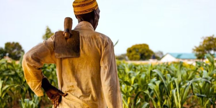 Farmers in Northern Ghana are among the poorest in the country. Wikimedia Commons
