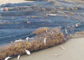 The Western shores of Ghana are struggling with a seaweed influx. Prosper Amihere