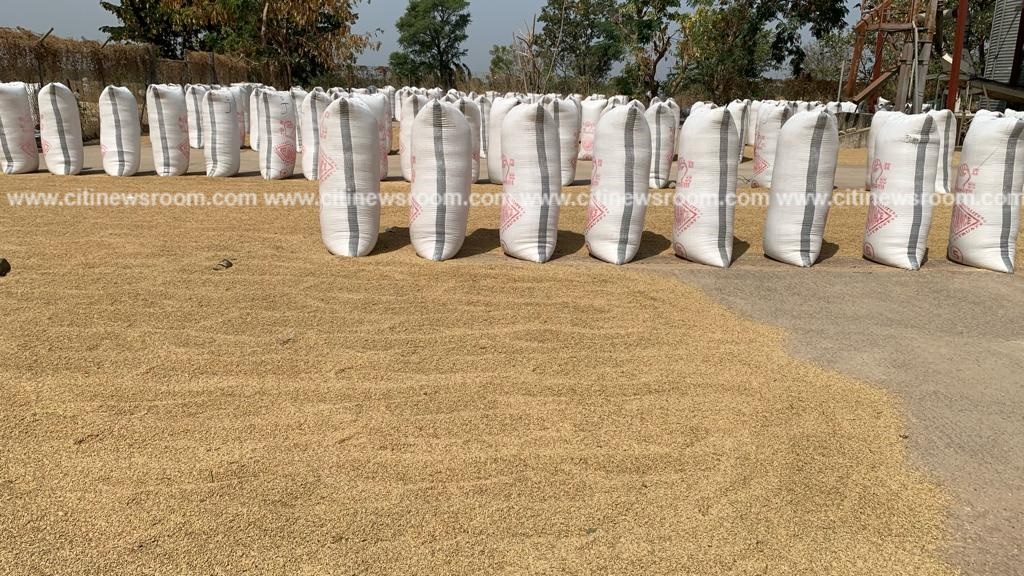Rice farmers at Tono Irrigation Scheme decry low prices amidst glut
