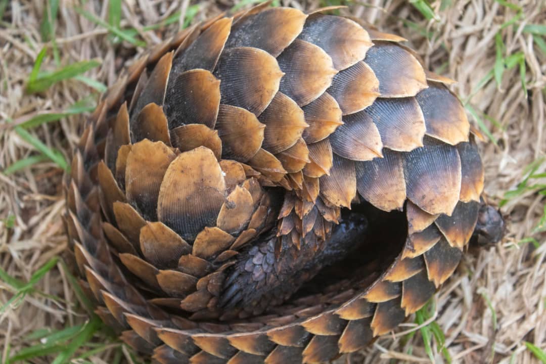 British High Commissioner commends NGO for protecting pangolins