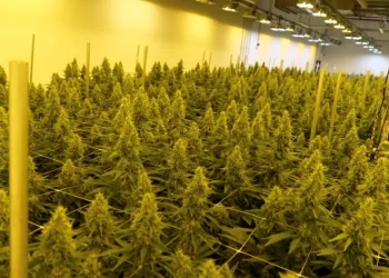 Adults will be allowed to grow up to three cannabis plants per household