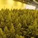 Adults will be allowed to grow up to three cannabis plants per household