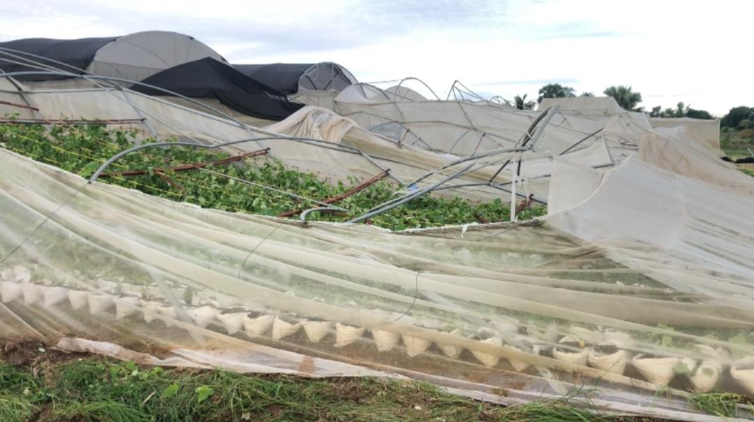 Ketu North: Devastating rainstorm damages major farm, threatens over 150 jobs