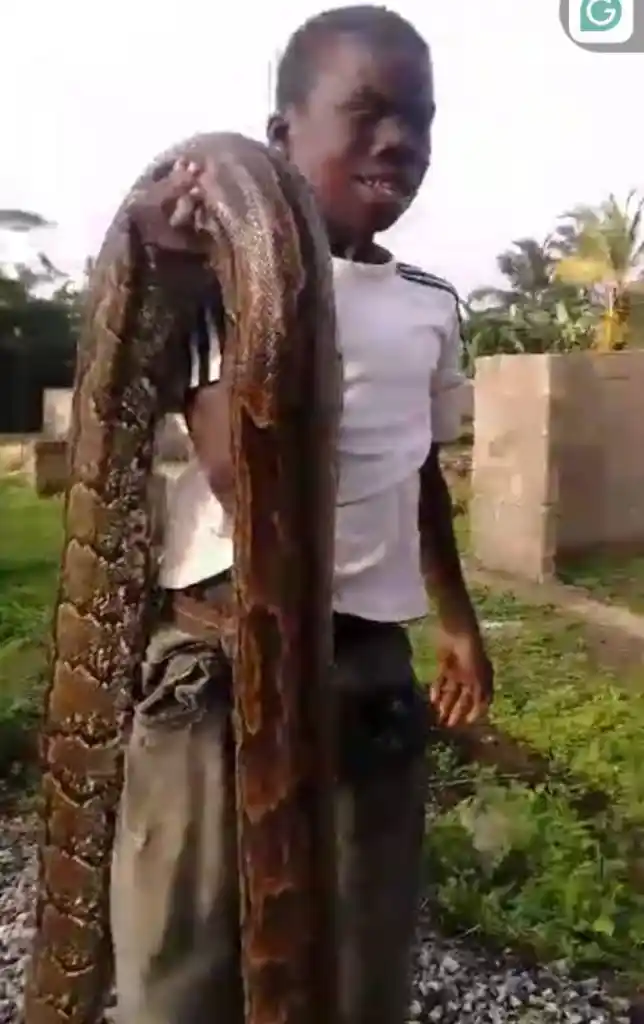 14-year-old conquers monstrous python in sugarcane farm